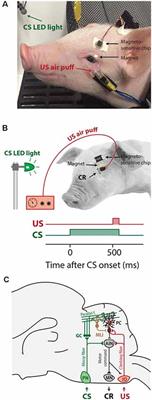 Young Domestic Pigs (Sus scrofa) Can Perform Pavlovian Eyeblink Conditioning